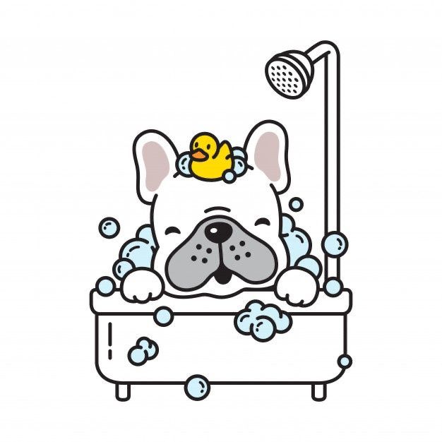 Come fare il bagno ad un Bulldog Francese?
