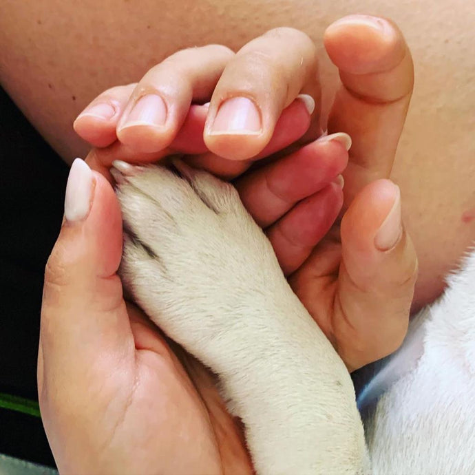 EDUCAZIONE DEL CUCCIOLO di Bulldog Francese (Parte2) – Arrivo del Cucciolo in casa