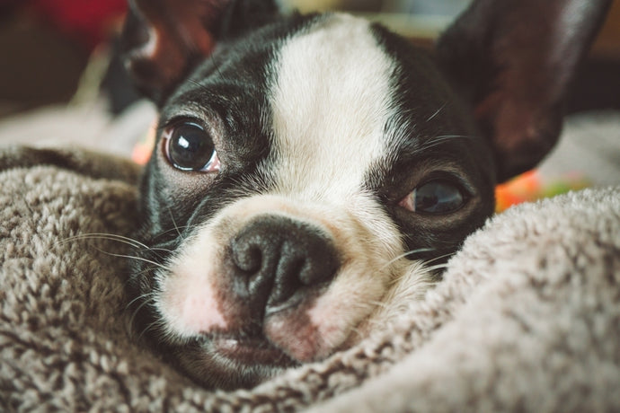 Come Prendersi Cura di un Cucciolo di Bulldog Francese