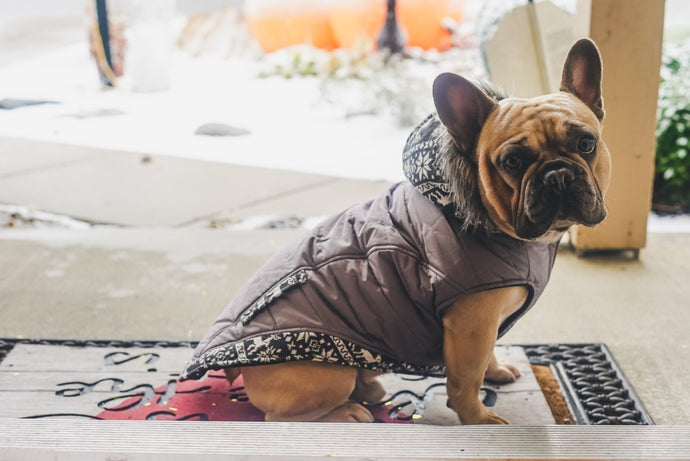 Promemoria per il tuo Nuovo Cucciolo di Bulldog Francese