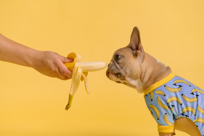 Cibi tossici per il tuo Bulldog Francese