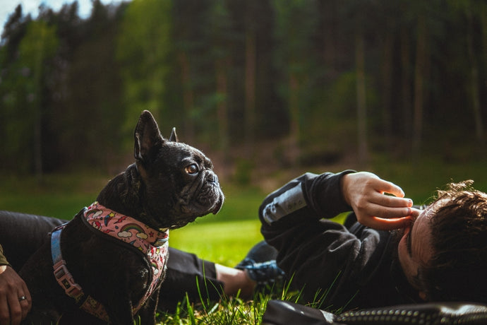 Linguaggio del corpo di un Bulldog Francese