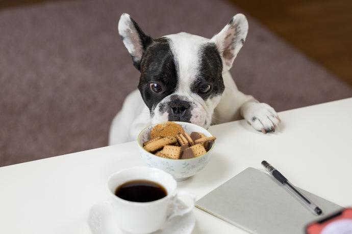 L' Alimentazione del cucciolo di Bulldog Francese