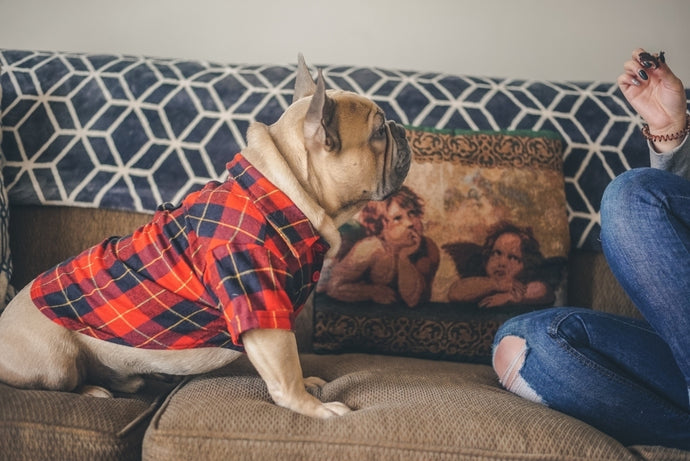 Addestramento del Bulldog Francese
