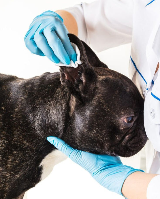 Come pulire le orecchie al Bulldog Francese?