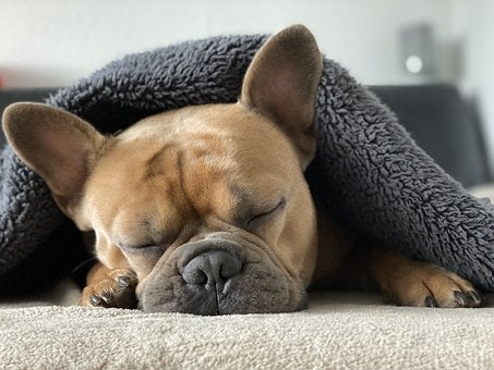EDUCAZIONE DEL CUCCIOLO di Bulldog Francese (Parte4) - Ho appena preso un cucciolo. Cosa faccio?