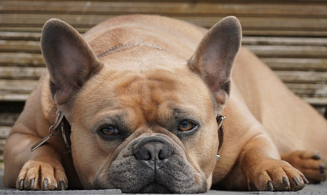Obesità nel Bulldog Francese | Cause e Gestione