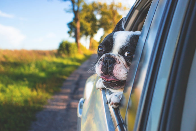 In auto con il Bulldog Francese | il Kennel
