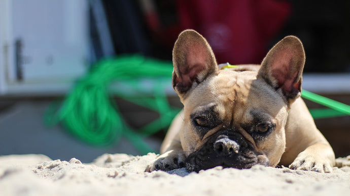 Come proteggere il bulldog francese dal sole e dalle scottature?
