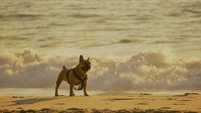 Come andare al MARE con il Bulldog Francese