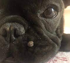 PAPILLOMA VIRUS CANINO. Cos'è e come curarlo.