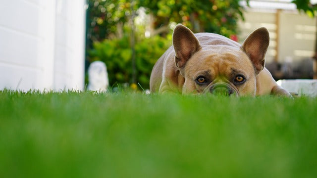 E’ indispensabile il giardino per il bulldog francese?