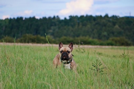 PERICOLO FORASACCHI per il Bulldog Francese