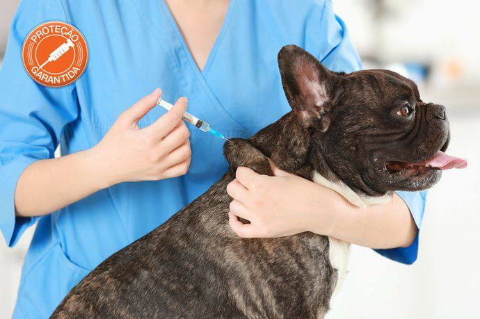 ANTIPARASSITARI per un cane di razza Bulldog Francese