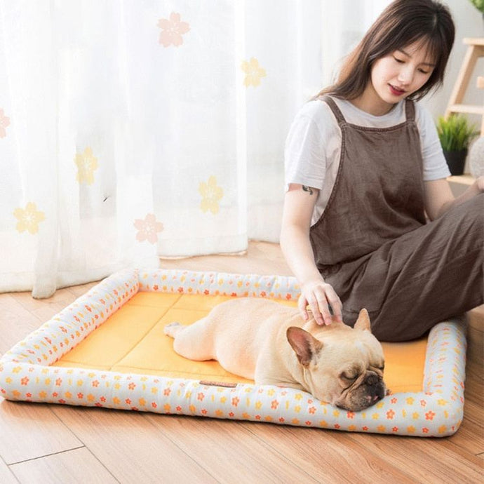 Come proteggere il Bulldog Francese dai colpi di calore